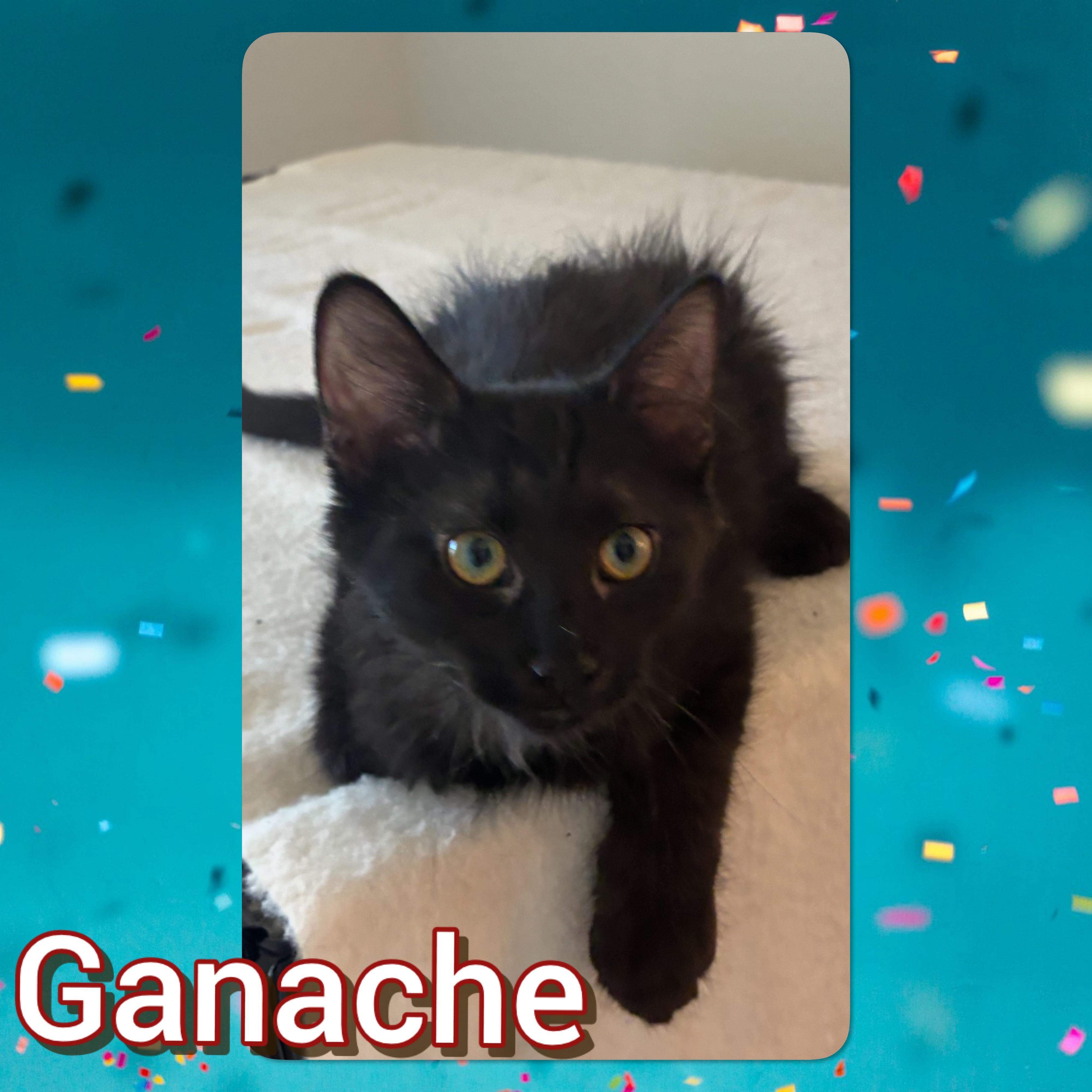 Ganache, adopted, Kitten Female Domestic Short Hair.
