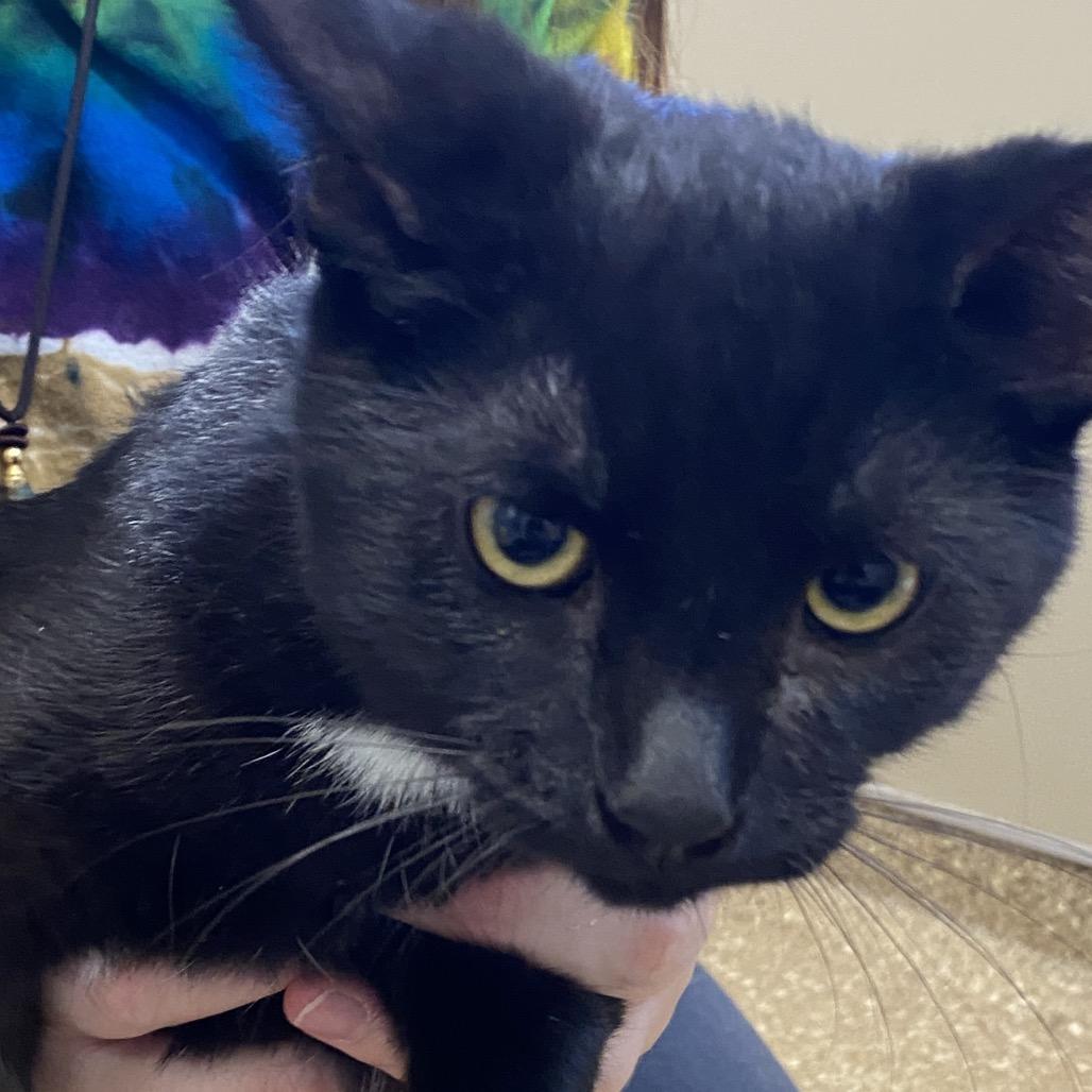 Dexter (Bonded with Deedee), Adoptable, Kitten Male Domestic Short Hair.
