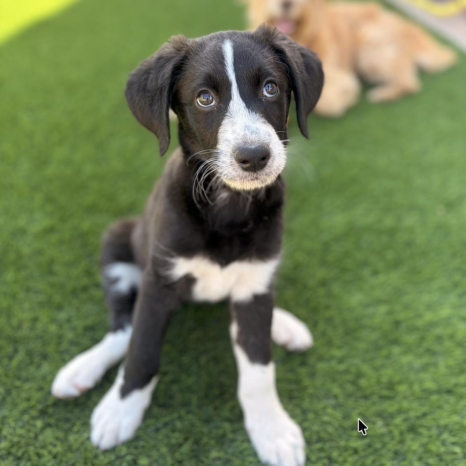Oreo, an adopted mixed breed in Gilbert, AZ image 2/3