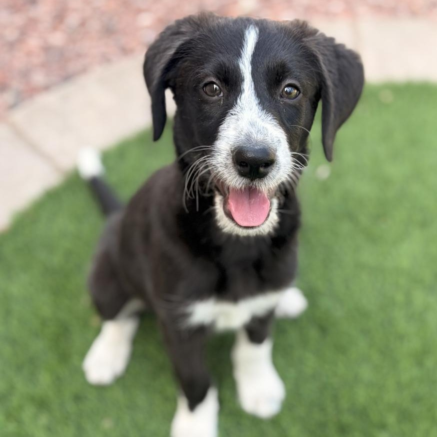 Oreo, an adopted mixed breed in Gilbert, AZ image 3/3