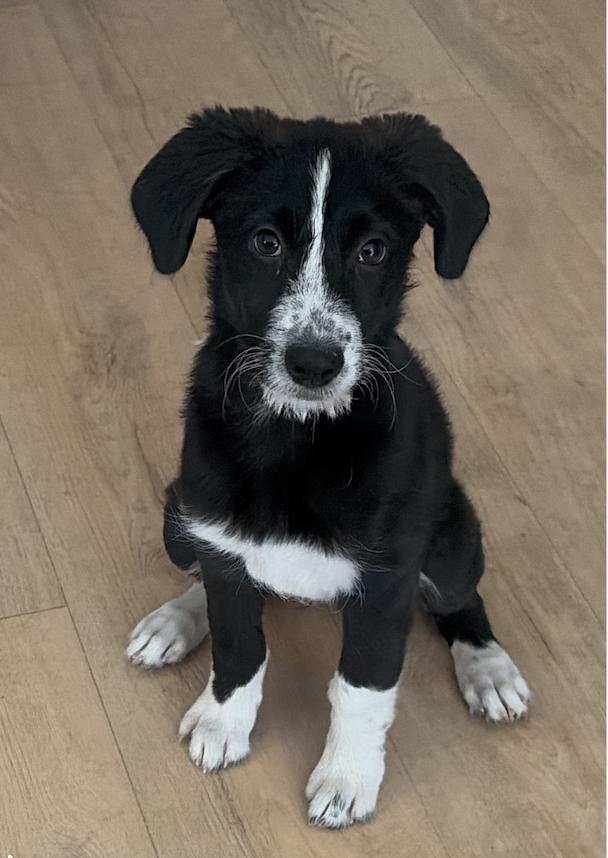 Oreo, adopted, Puppy Female Belgian Shepherd / Malinois & Standard Poodle.
