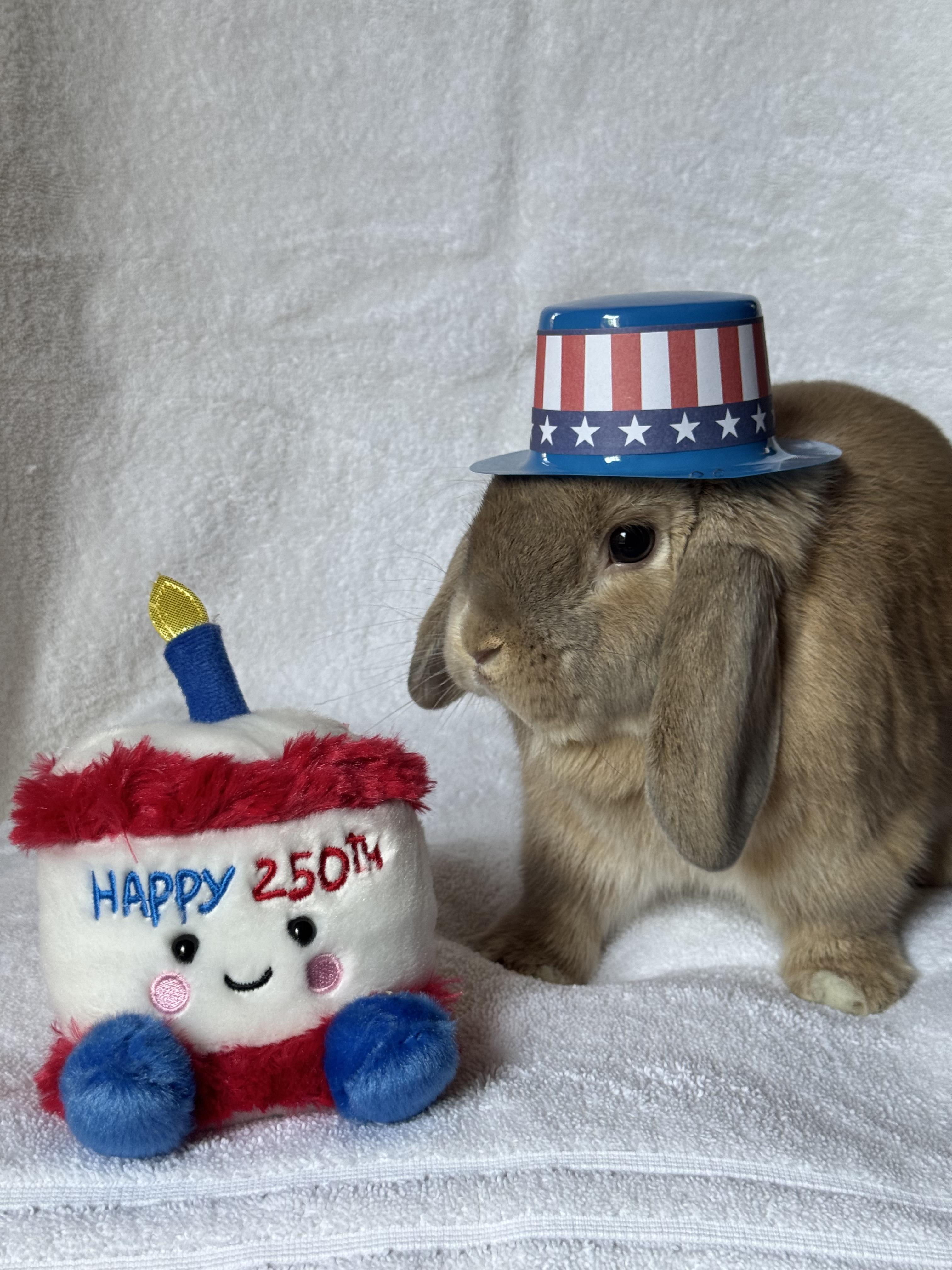 Enlarge Bodhi, a ADOPTABLE Mini Lop in Naperville, IL image 3/5