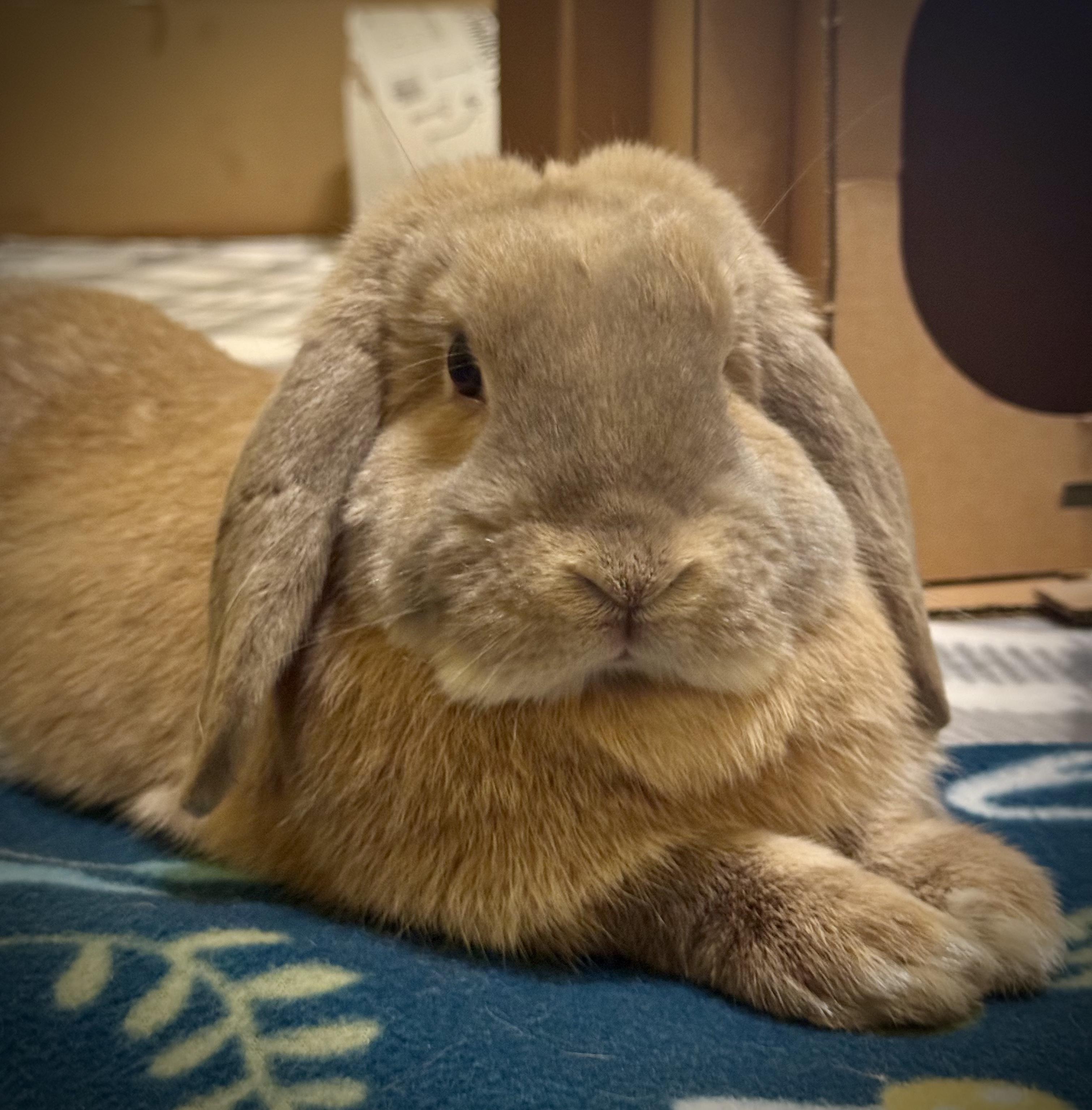 Enlarge Bodhi, a ADOPTABLE Mini Lop in Naperville, IL image 4/5