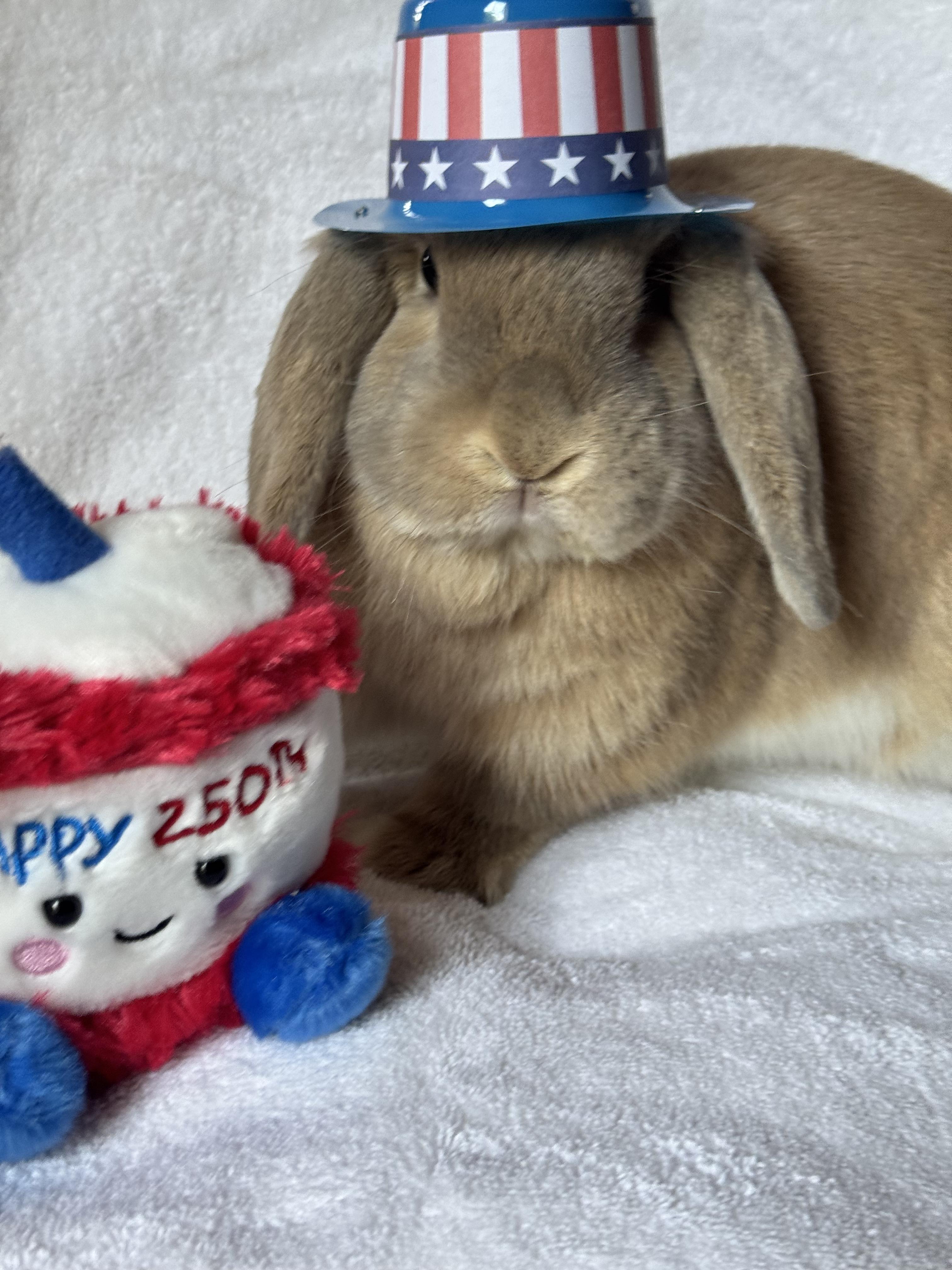 Enlarge Bodhi, a ADOPTABLE Mini Lop in Naperville, IL image 2/5