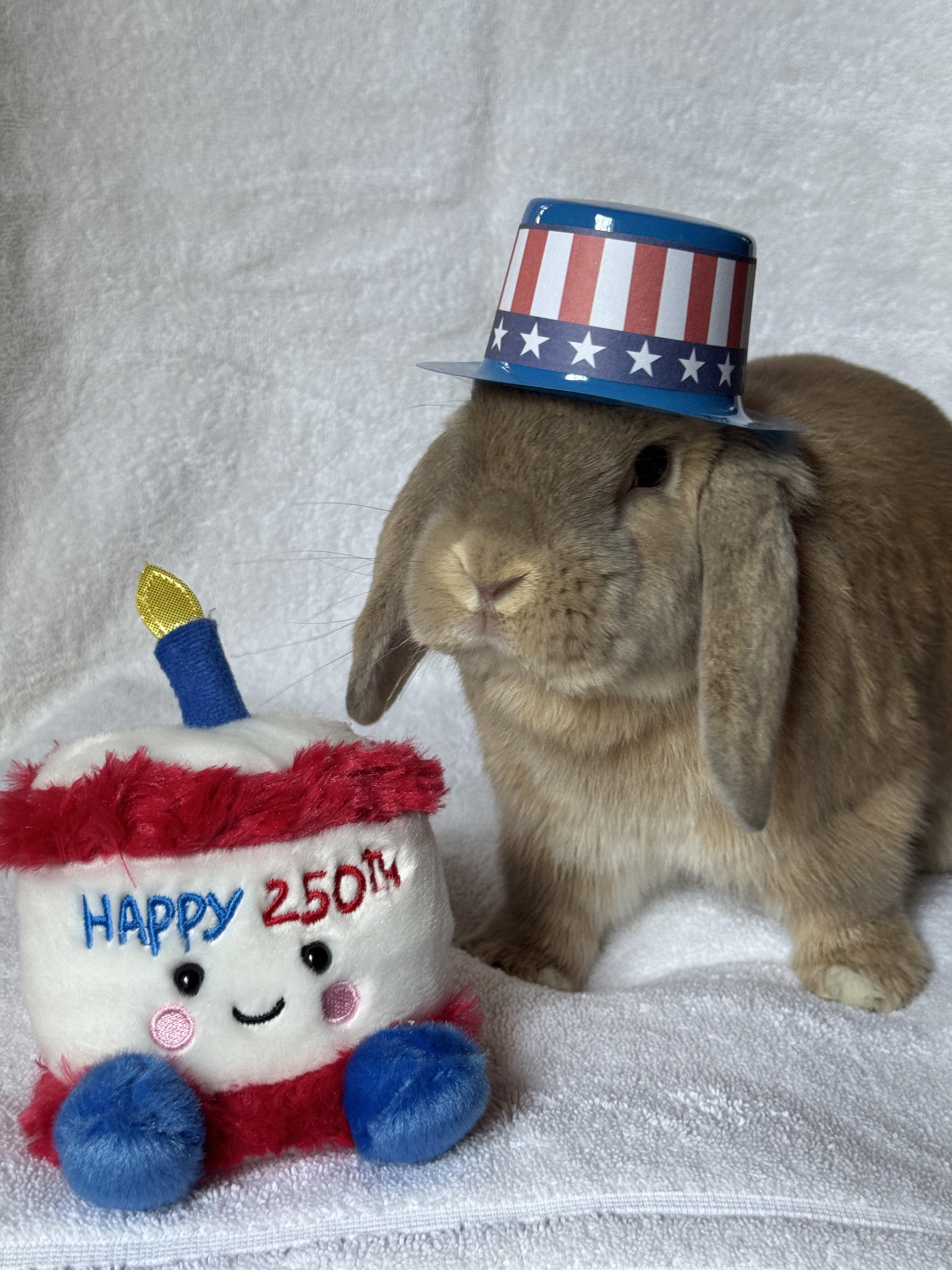 Bodhi, ADOPTABLE, Young Male Mini Lop.