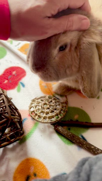Enlarge Bodhi, a ADOPTABLE Mini Lop in Naperville, IL video 5/5