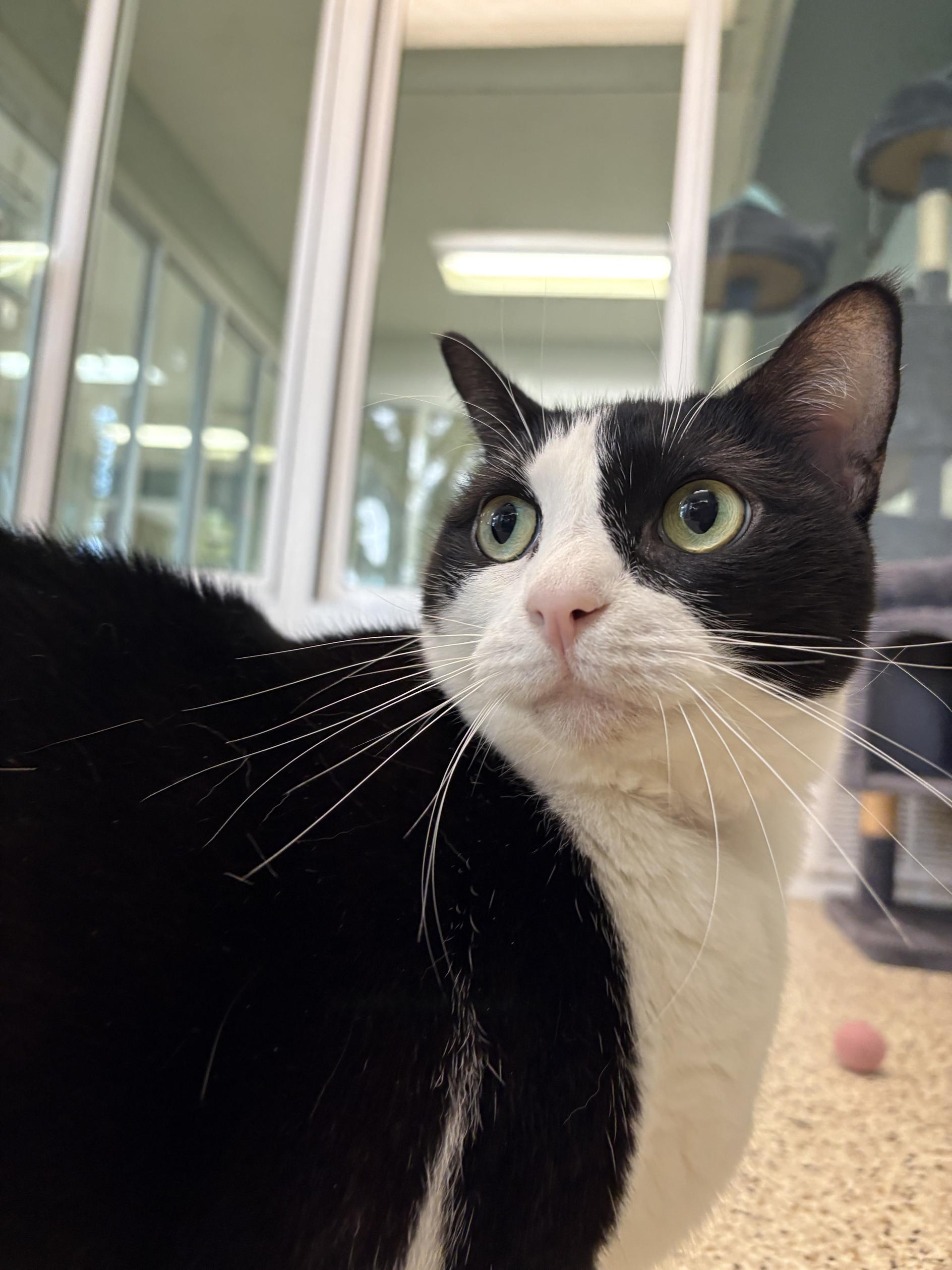 Enlarge Oreo, a ADOPTABLE Domestic Short Hair in New Port Richey, FL image 2/4