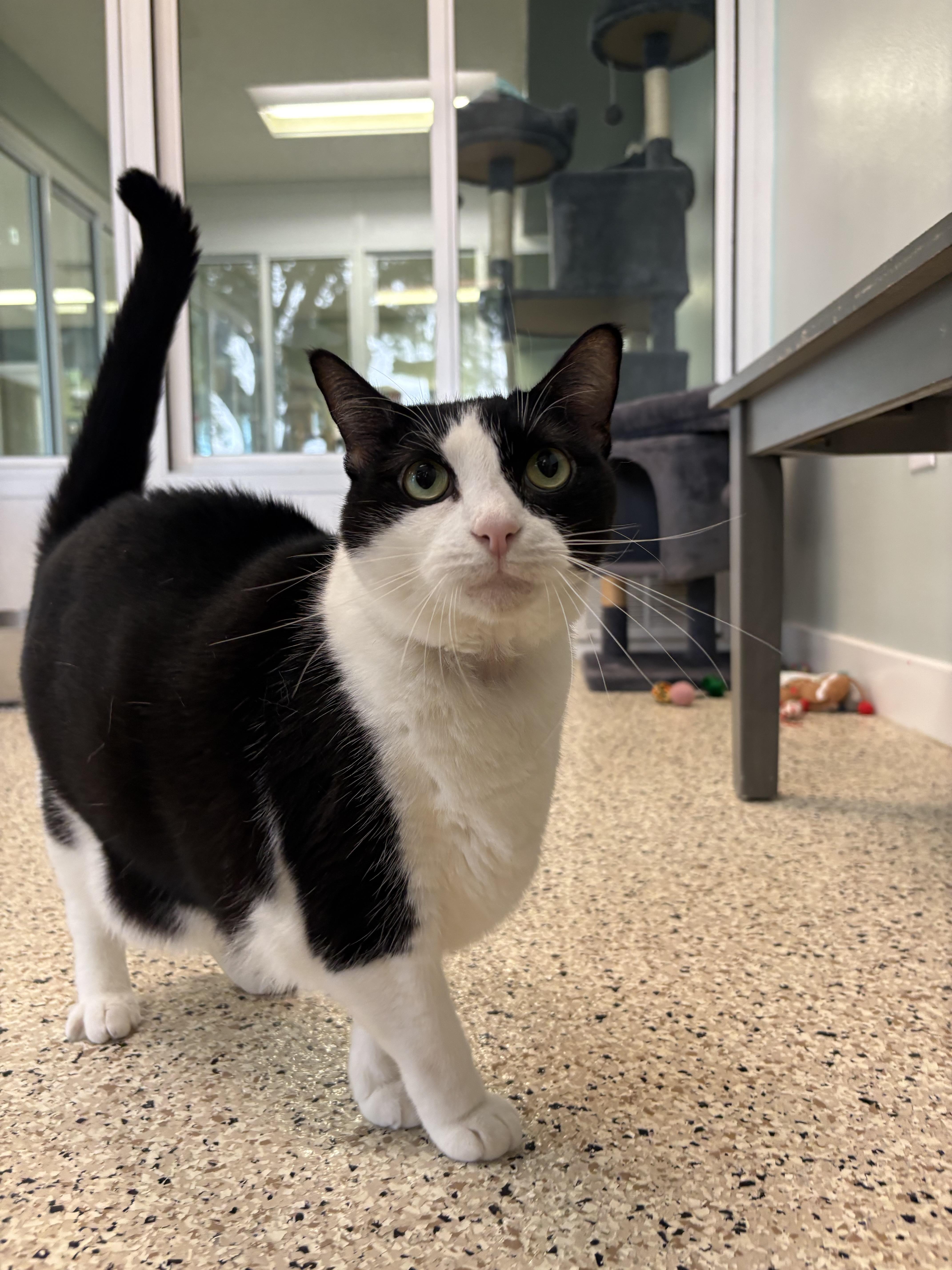 Enlarge Oreo, a ADOPTABLE Domestic Short Hair in New Port Richey, FL image 3/4