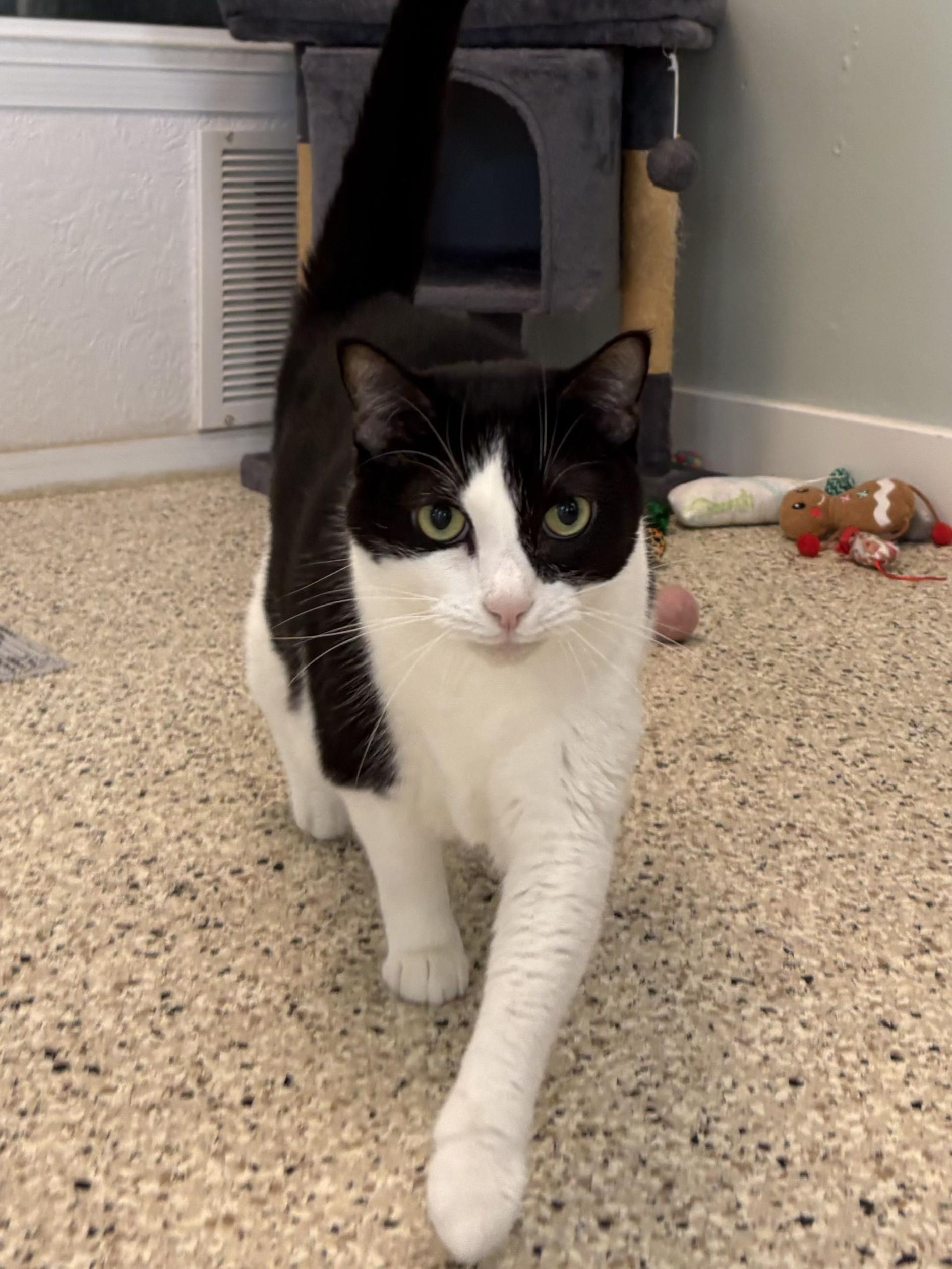 Oreo, ADOPTABLE, Senior Female Domestic Short Hair.