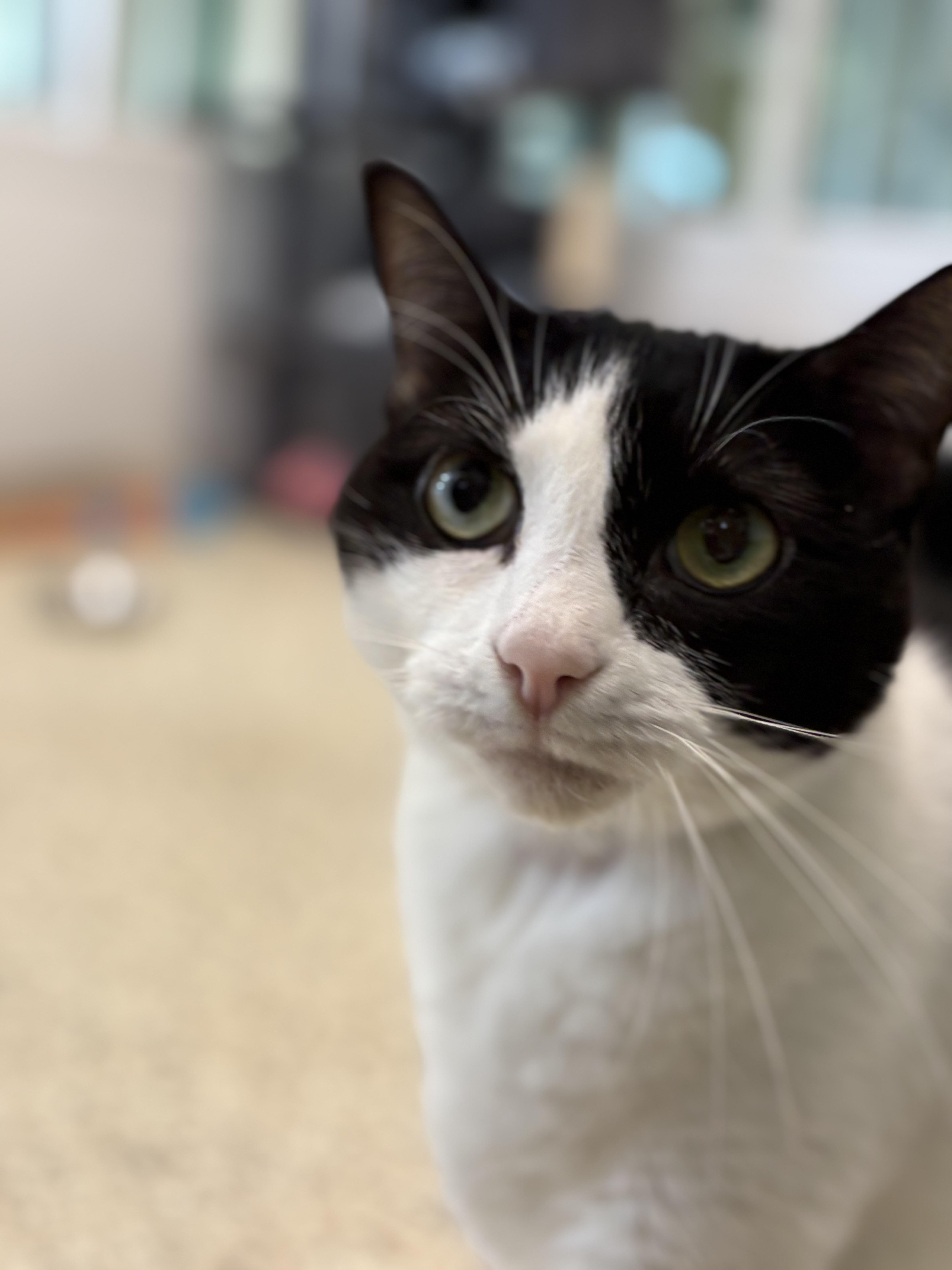 Enlarge Oreo, a ADOPTABLE Domestic Short Hair in New Port Richey, FL image 4/4