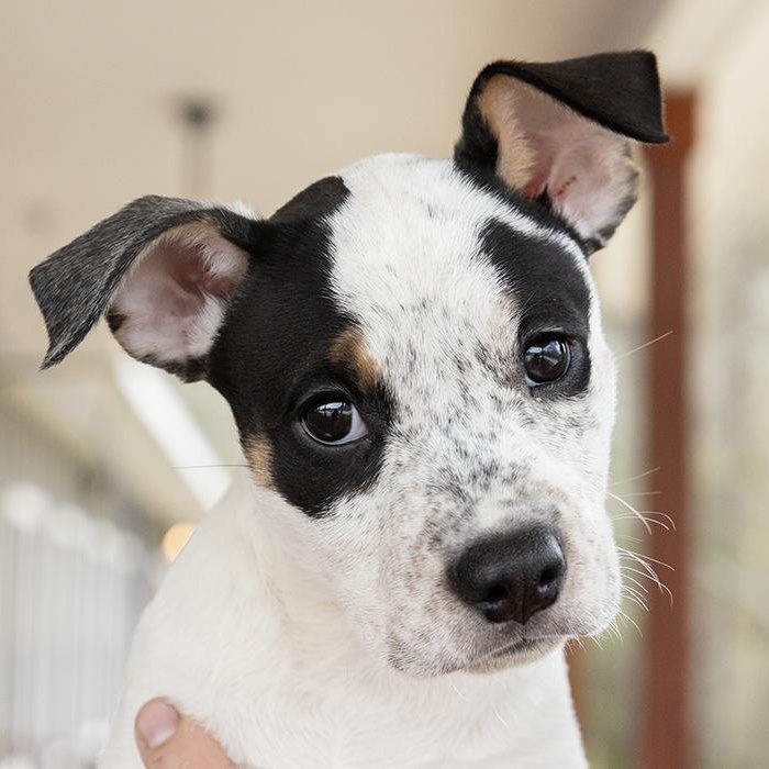 Viola, an adoptable mixed breed in Slidell, LA image 3/4