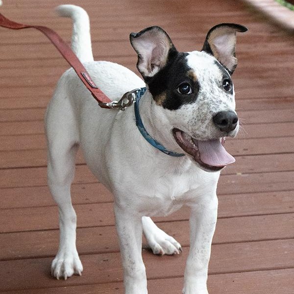 Viola, an adoptable mixed breed in Slidell, LA image 2/4