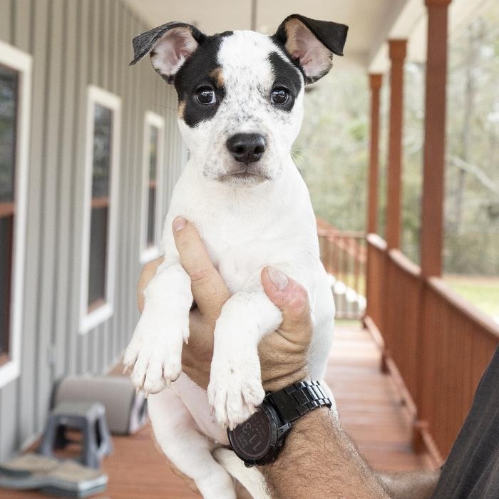Viola, an adoptable mixed breed in Slidell, LA image 4/4