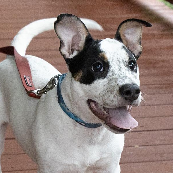 Viola, adoptable, Puppy Female Pit Bull Terrier.