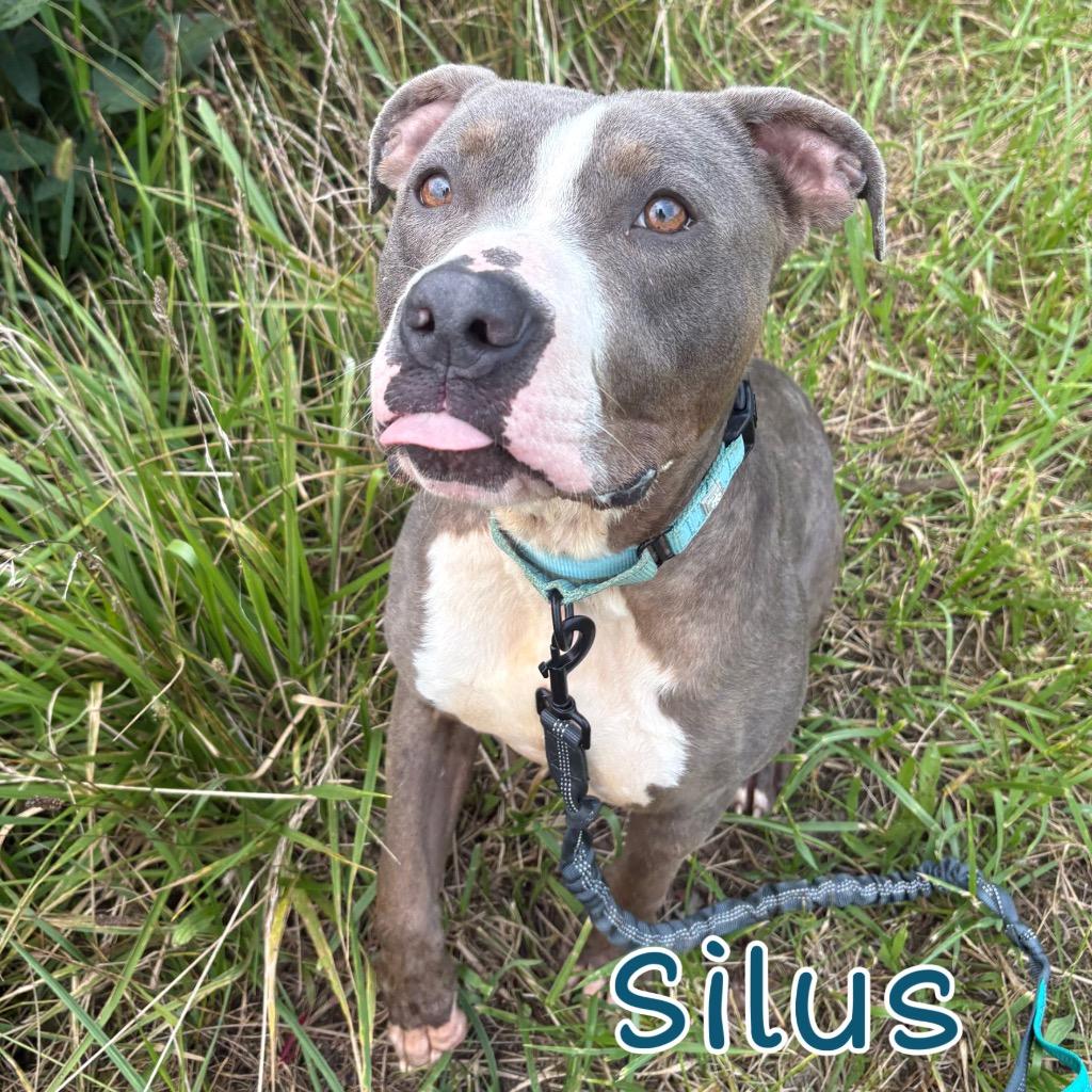 Silus, Adoptable, Young Male Pit Bull Terrier.
