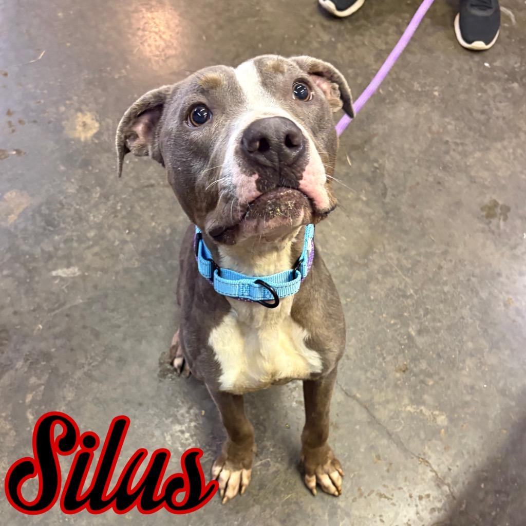 Silus, a Adoptable Pit Bull Terrier in Hillsboro, OH image 2/4
