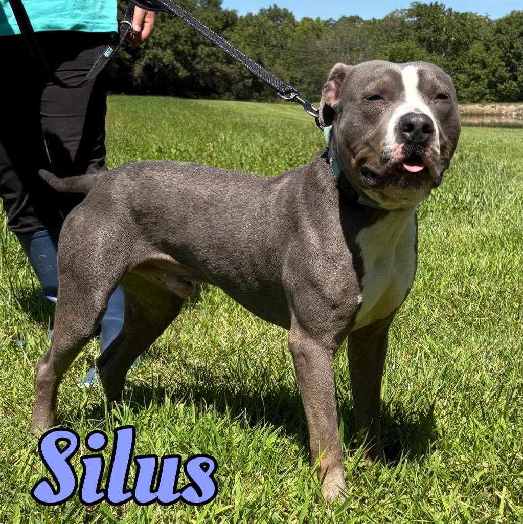 Enlarge Silus, a Adoptable Pit Bull Terrier in Hillsboro, OH image 3/5