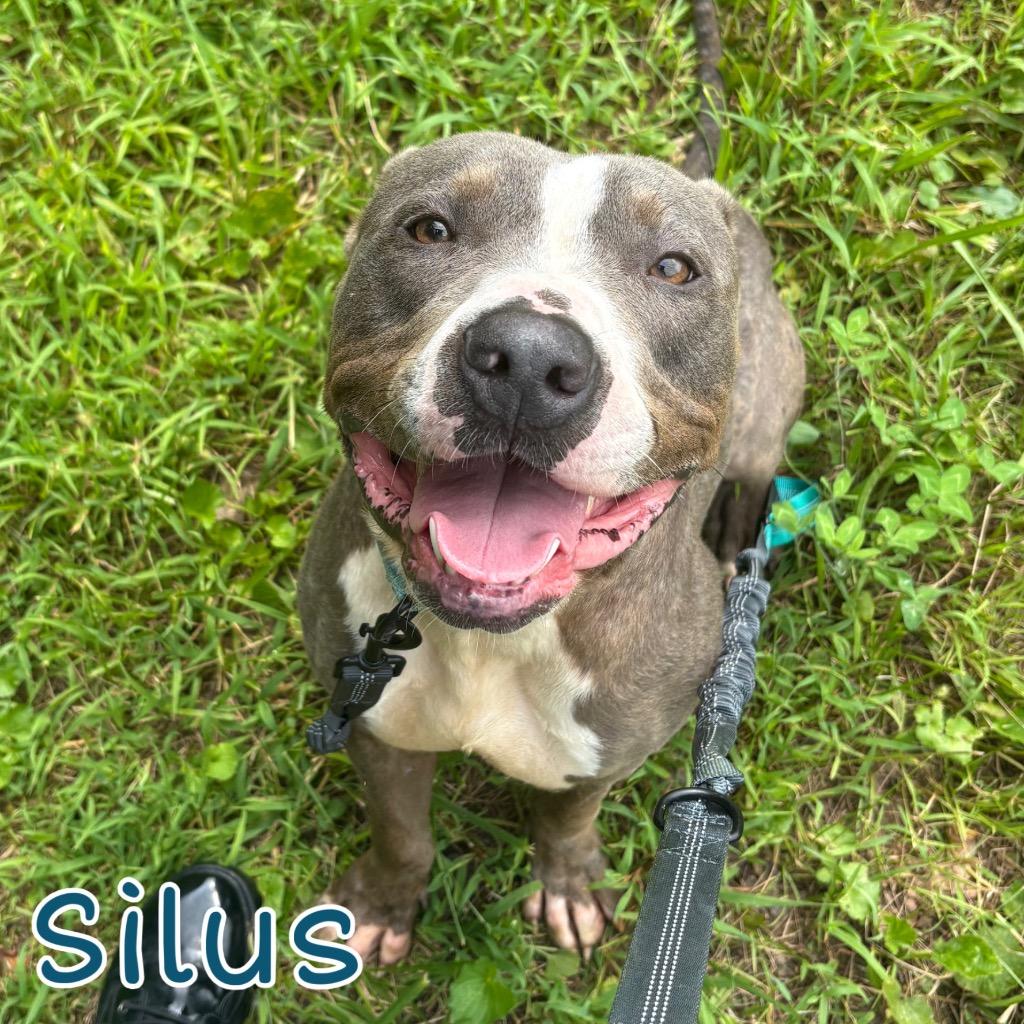 Silus, a Adoptable Pit Bull Terrier in Hillsboro, OH image 3/4