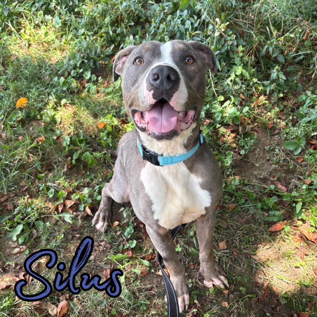 Silus, a Adoptable Pit Bull Terrier in Hillsboro, OH image 4/4