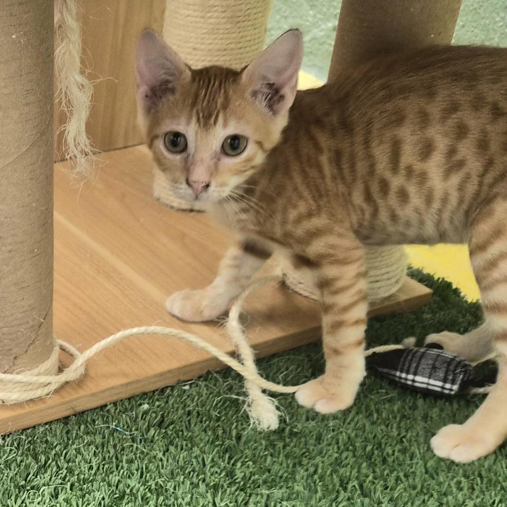 Flash, Adoptable, Kitten Male Domestic Short Hair.