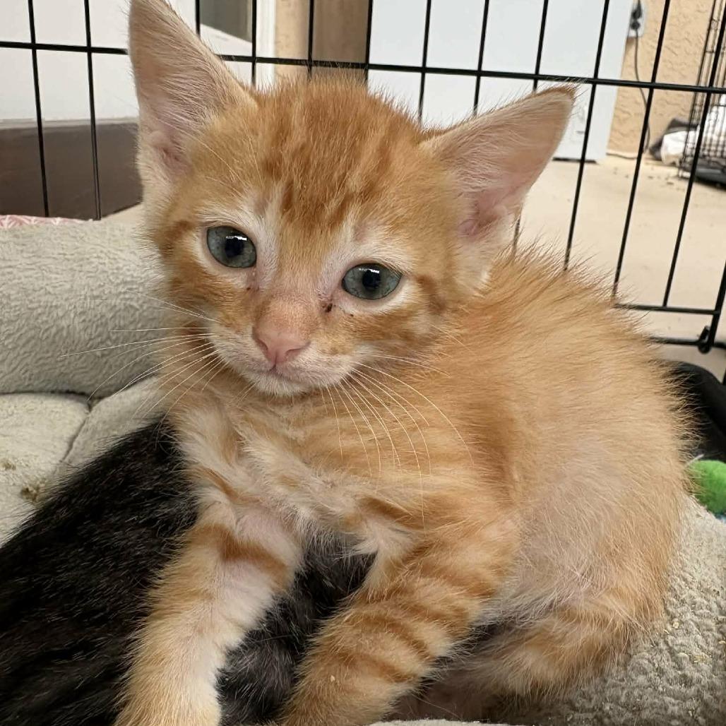 Flash, a Adoptable Domestic Short Hair in Las Cruces, NM image 4/5