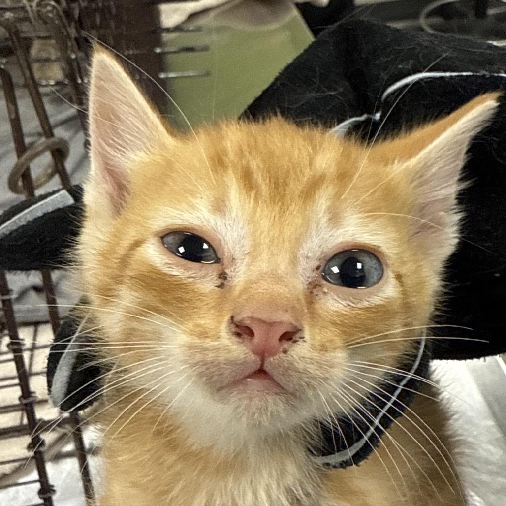 Flash, a Adoptable Domestic Short Hair in Las Cruces, NM image 5/5