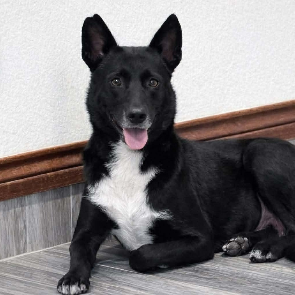 Babette — thumbnail 2