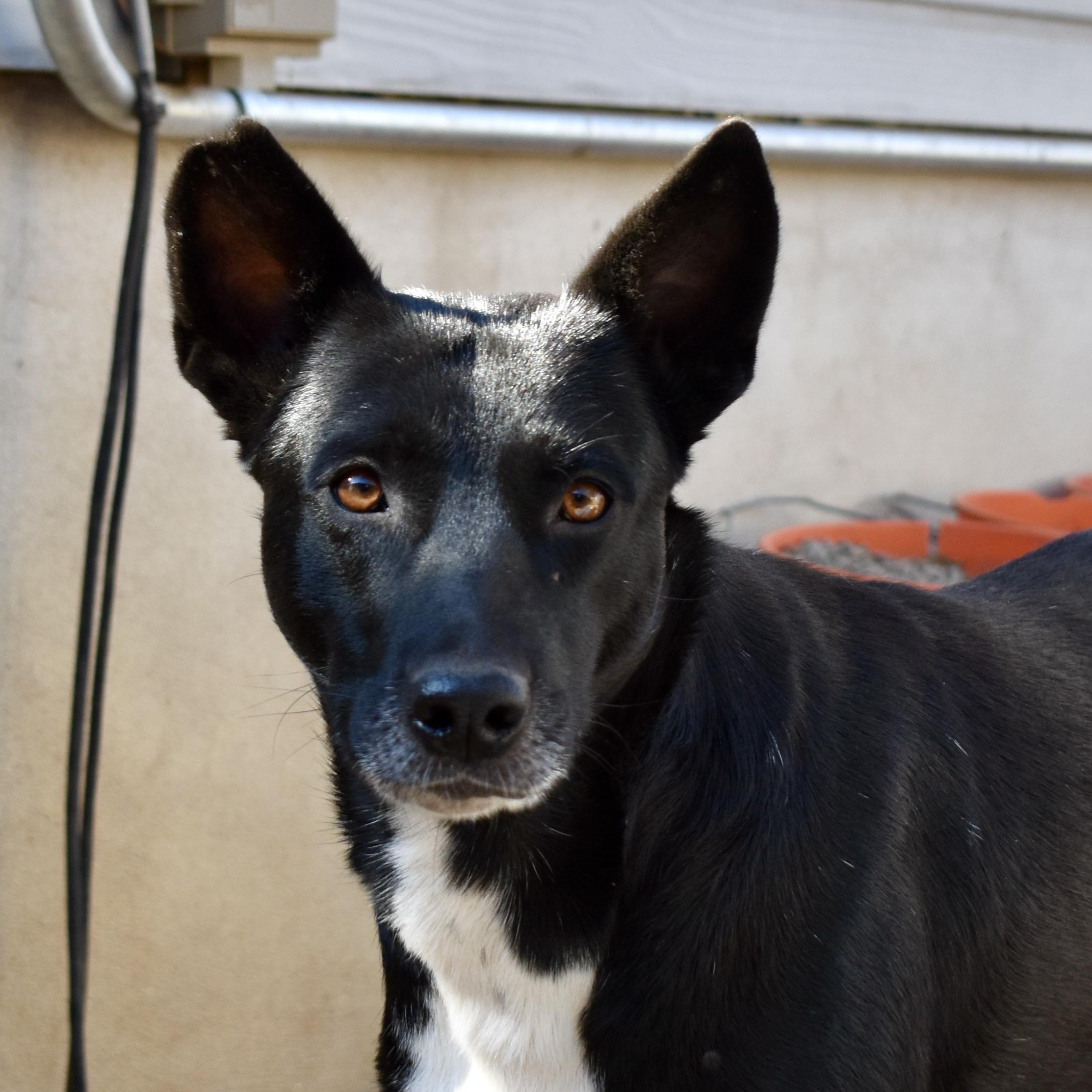 Babette — thumbnail 3