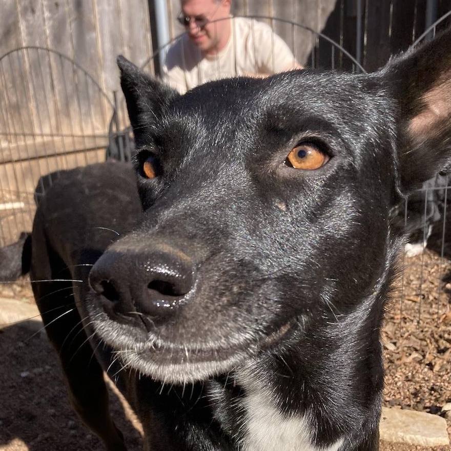 Babette — thumbnail 4