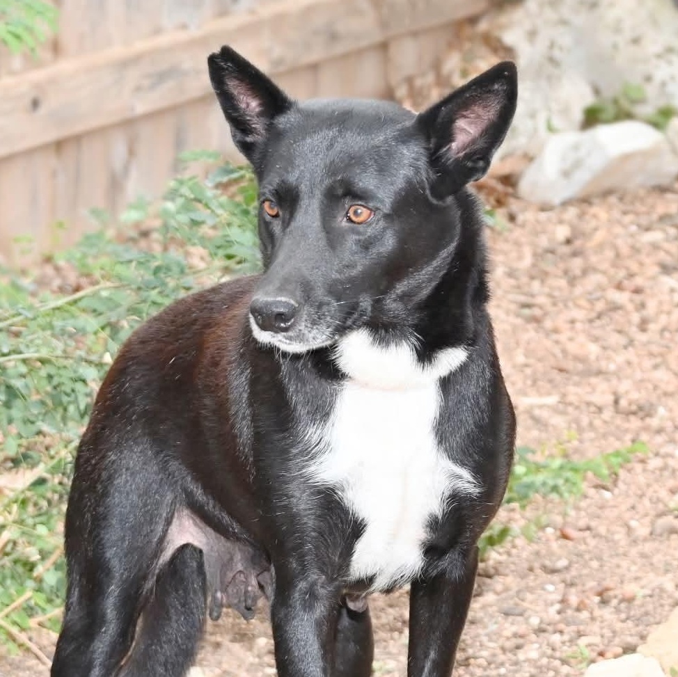 Babette — thumbnail 5