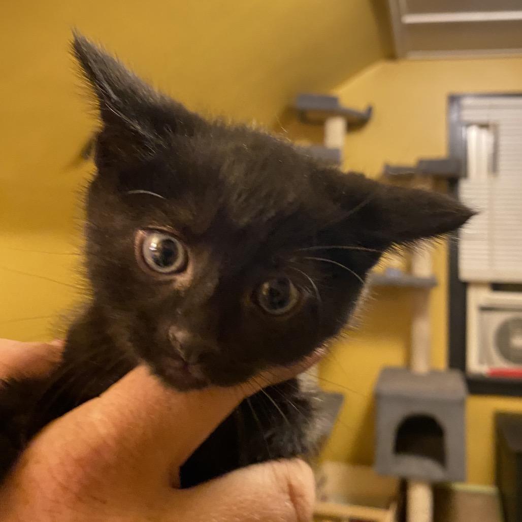 Enlarge Mega Bit, a Adoptable Domestic Short Hair in Irwin, PA image 1/3