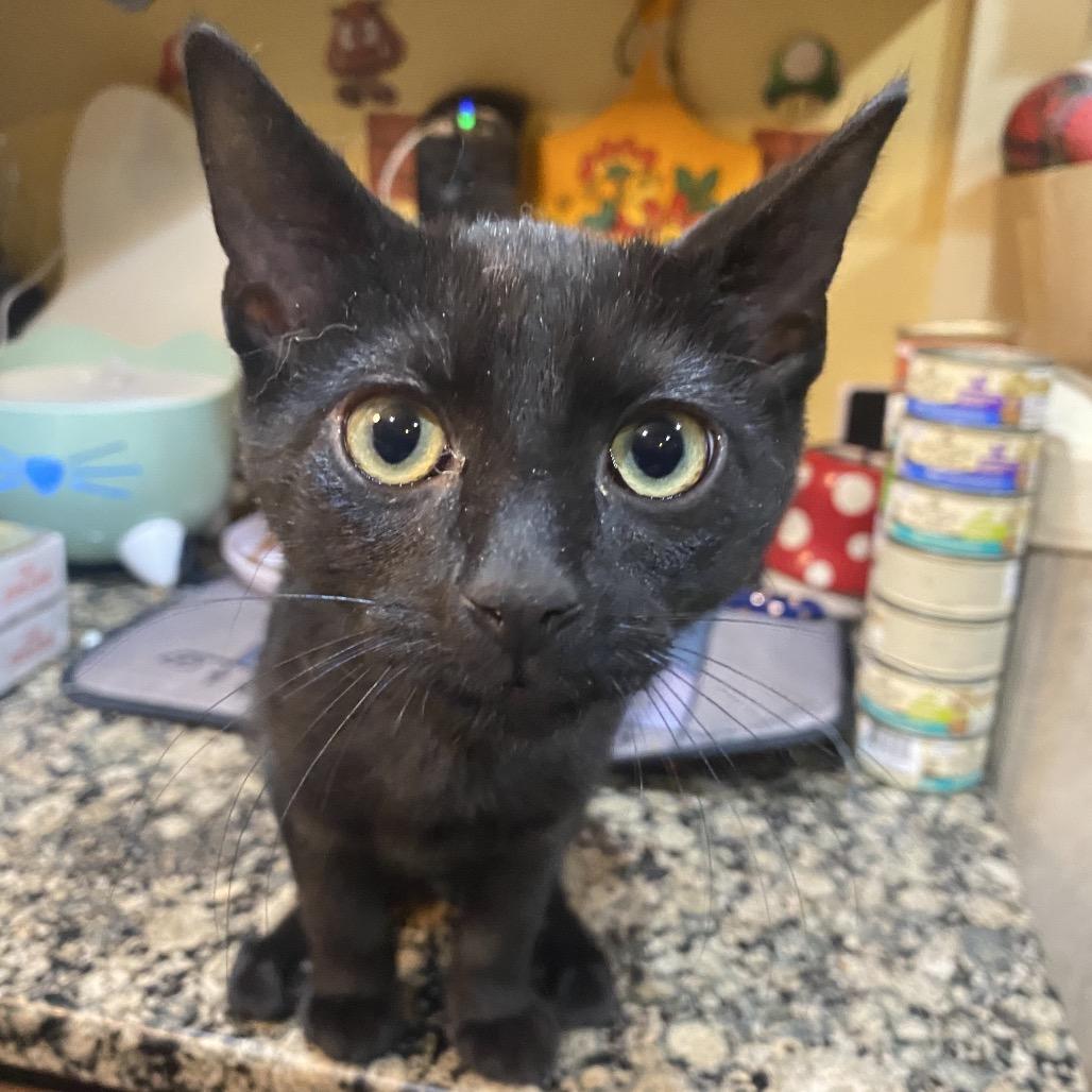 Enlarge Mega Bit, a Adoptable Domestic Short Hair in Irwin, PA image 2/3