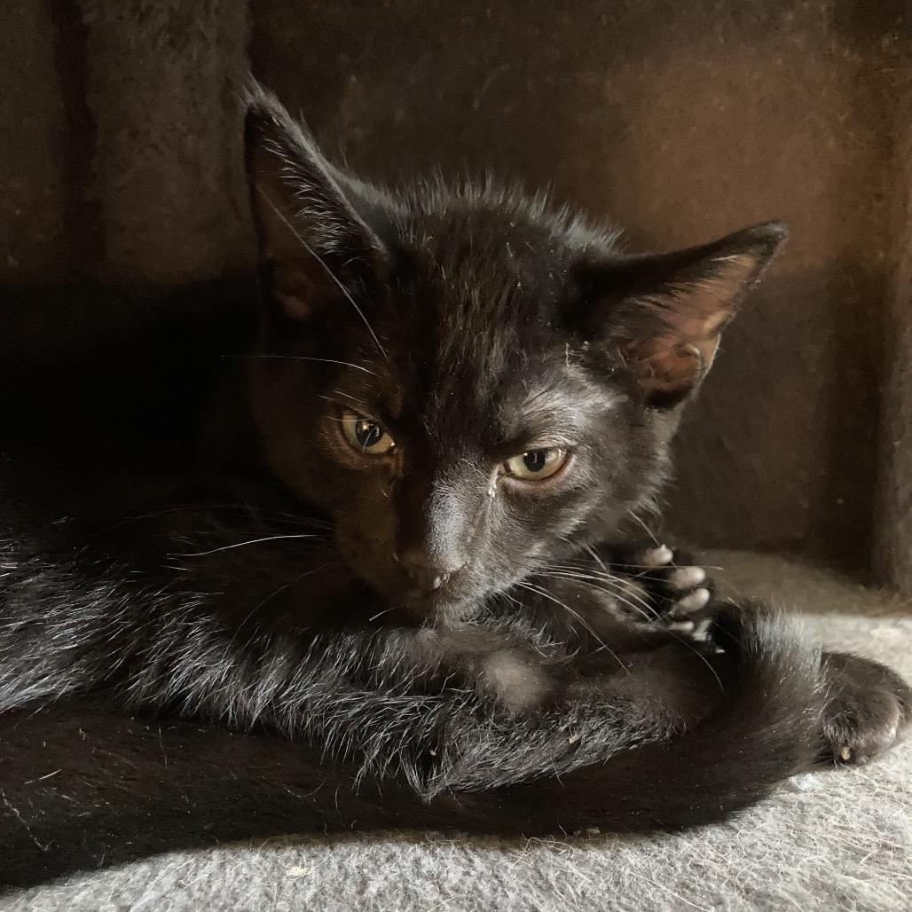 Enlarge Mega Bit, a Adoptable Domestic Short Hair in Irwin, PA image 3/3