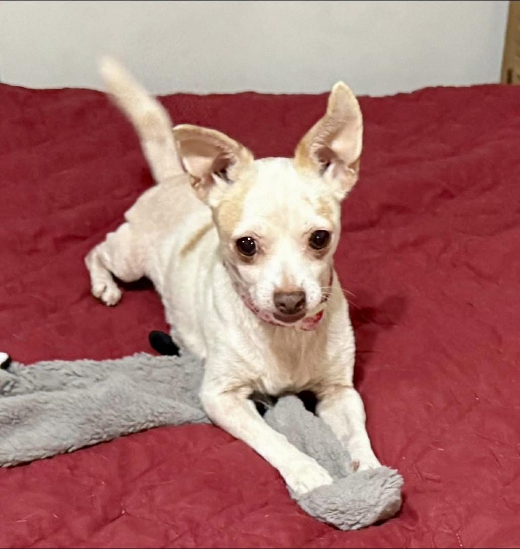 Enlarge Clara, a ADOPTABLE Chihuahua in Milton, FL image 1/2