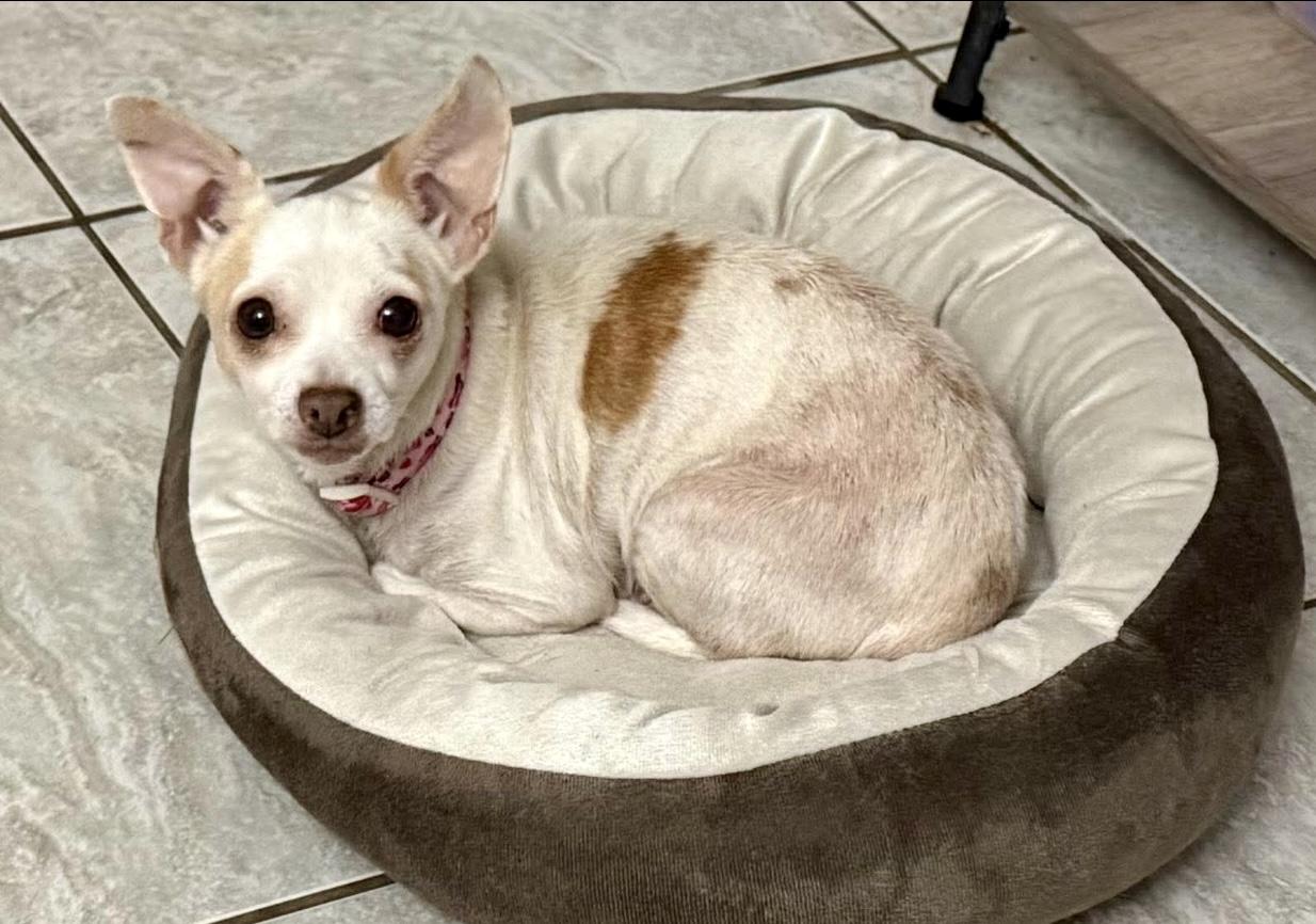 Enlarge Clara, a ADOPTABLE Chihuahua in Milton, FL image 2/2