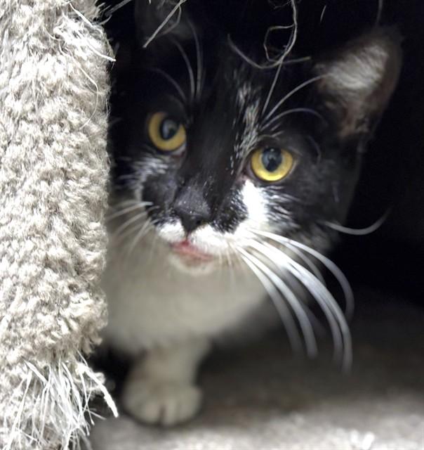 Enlarge LULABELLE, a Adoptable Domestic Short Hair in Dedham, MA image 1/1
