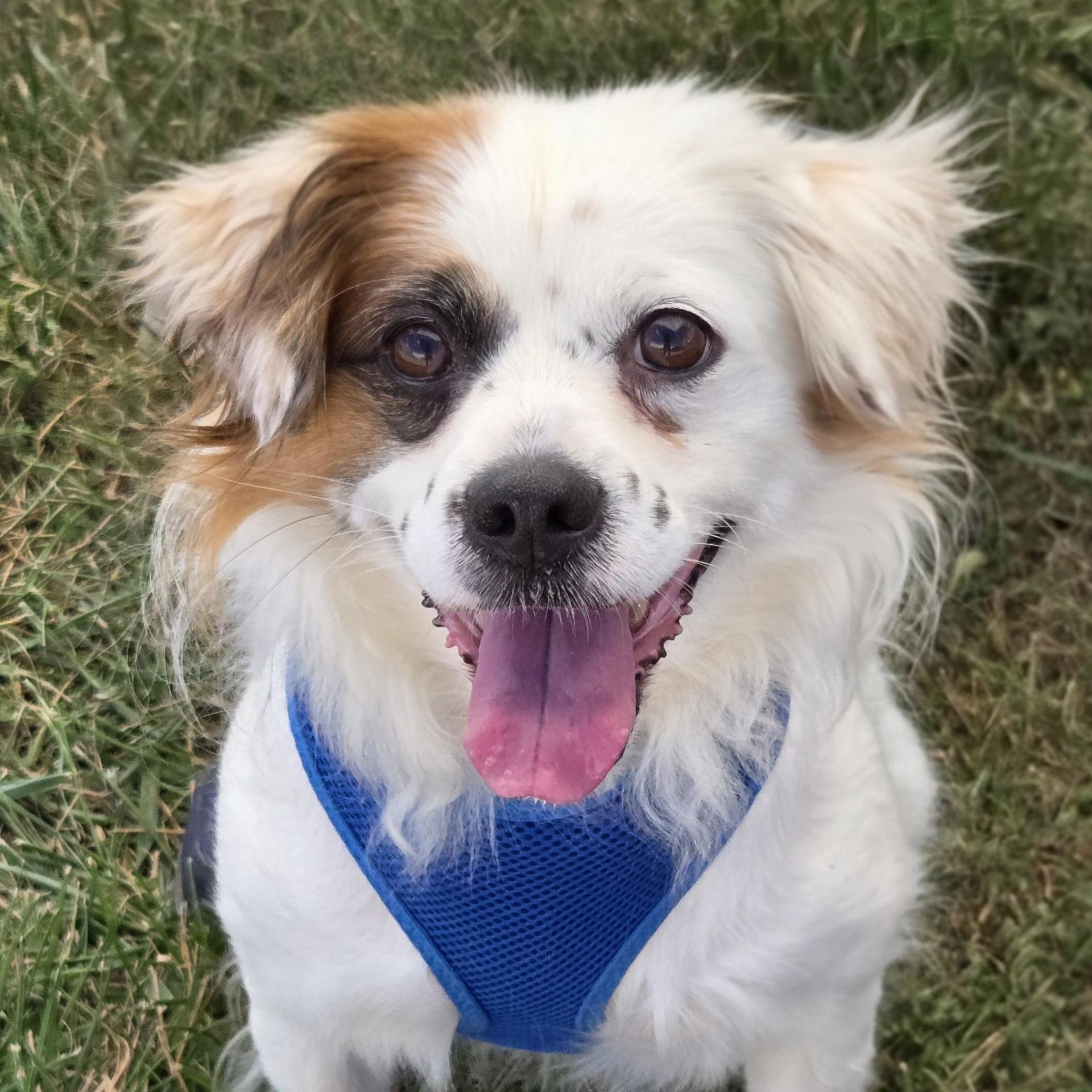 Enlarge Pesto, a Adoptable mixed breed in Normal, IL image 3/6