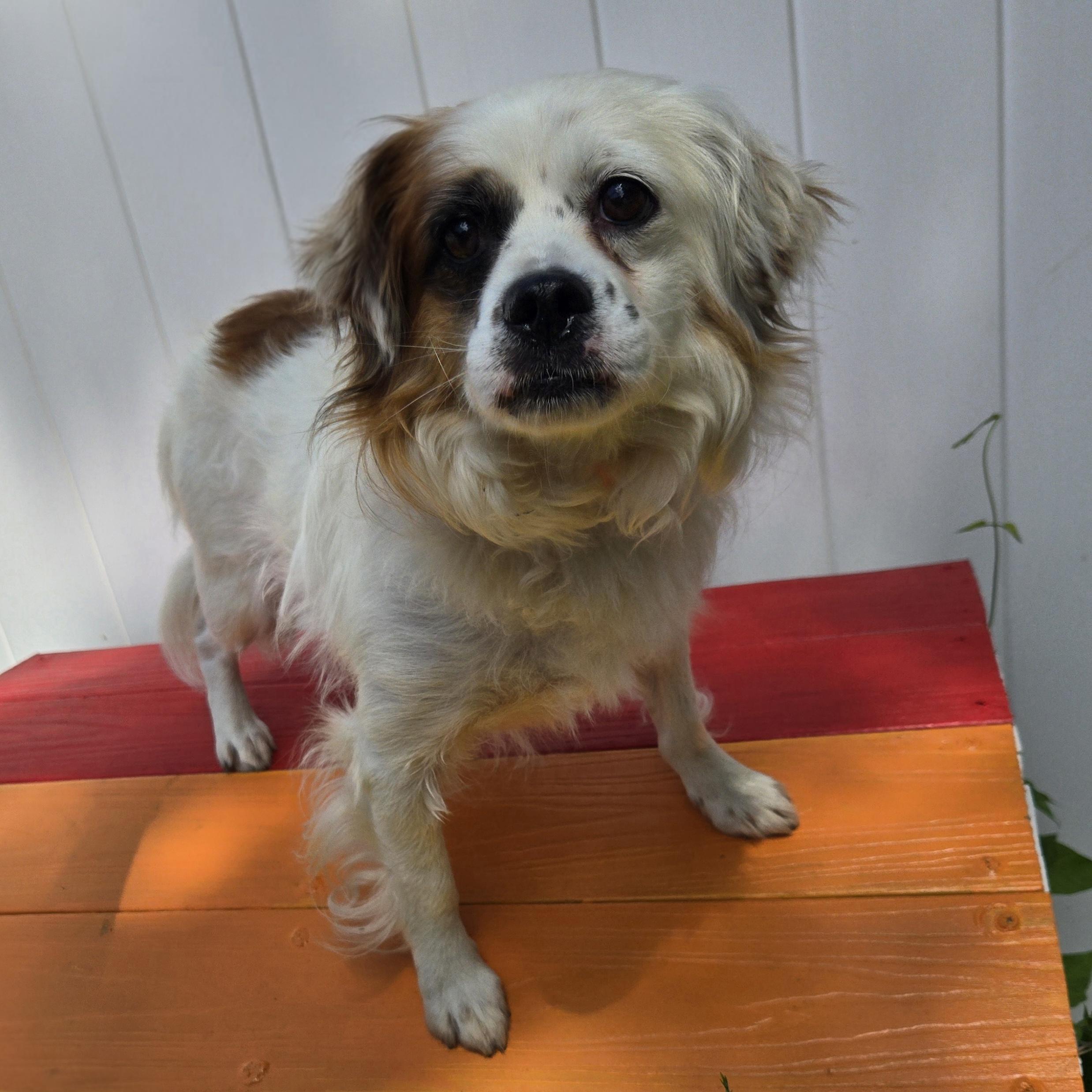 Enlarge Pesto, a ADOPTABLE mixed breed in Normal, IL image 3/6