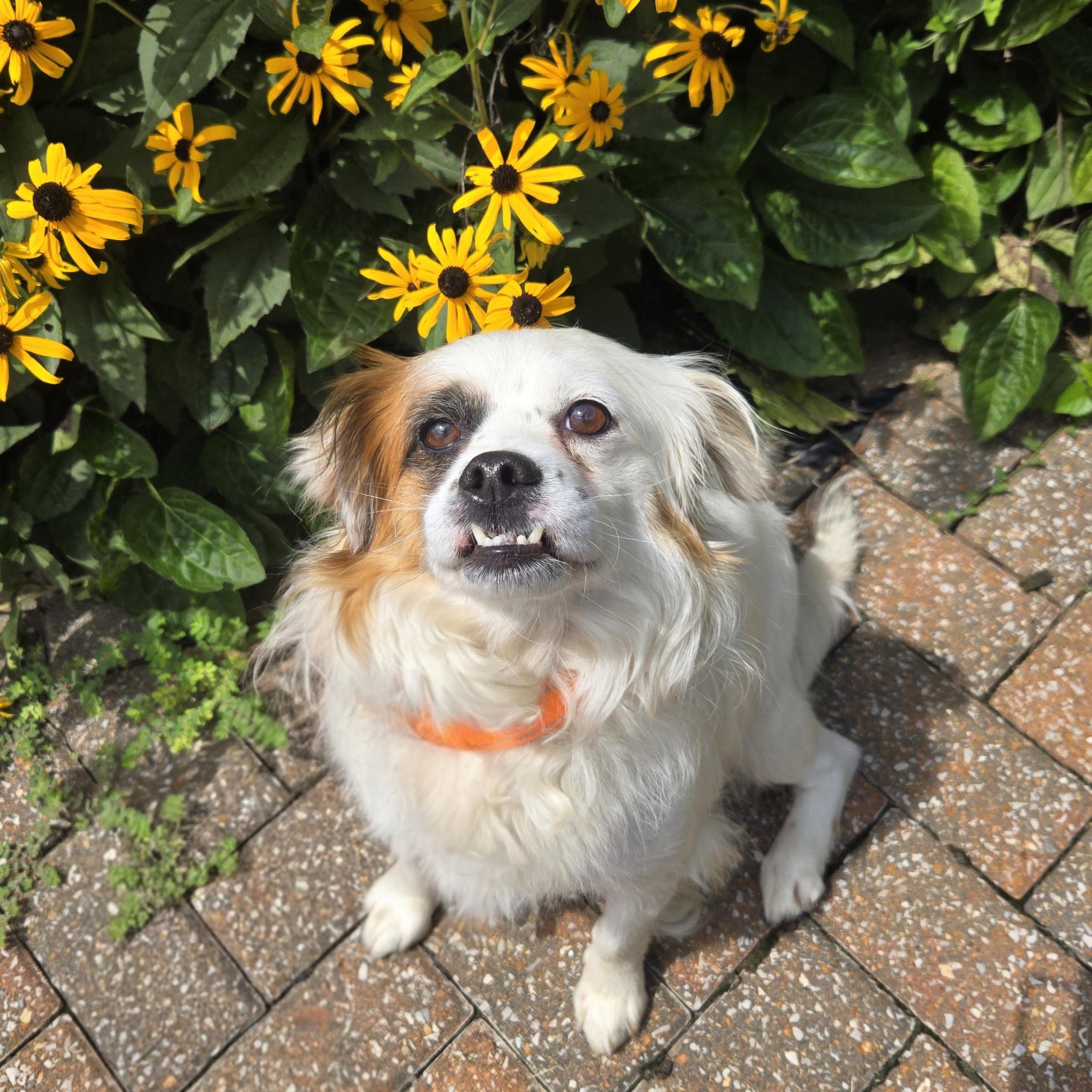 Enlarge Pesto, a ADOPTABLE mixed breed in Normal, IL image 4/6