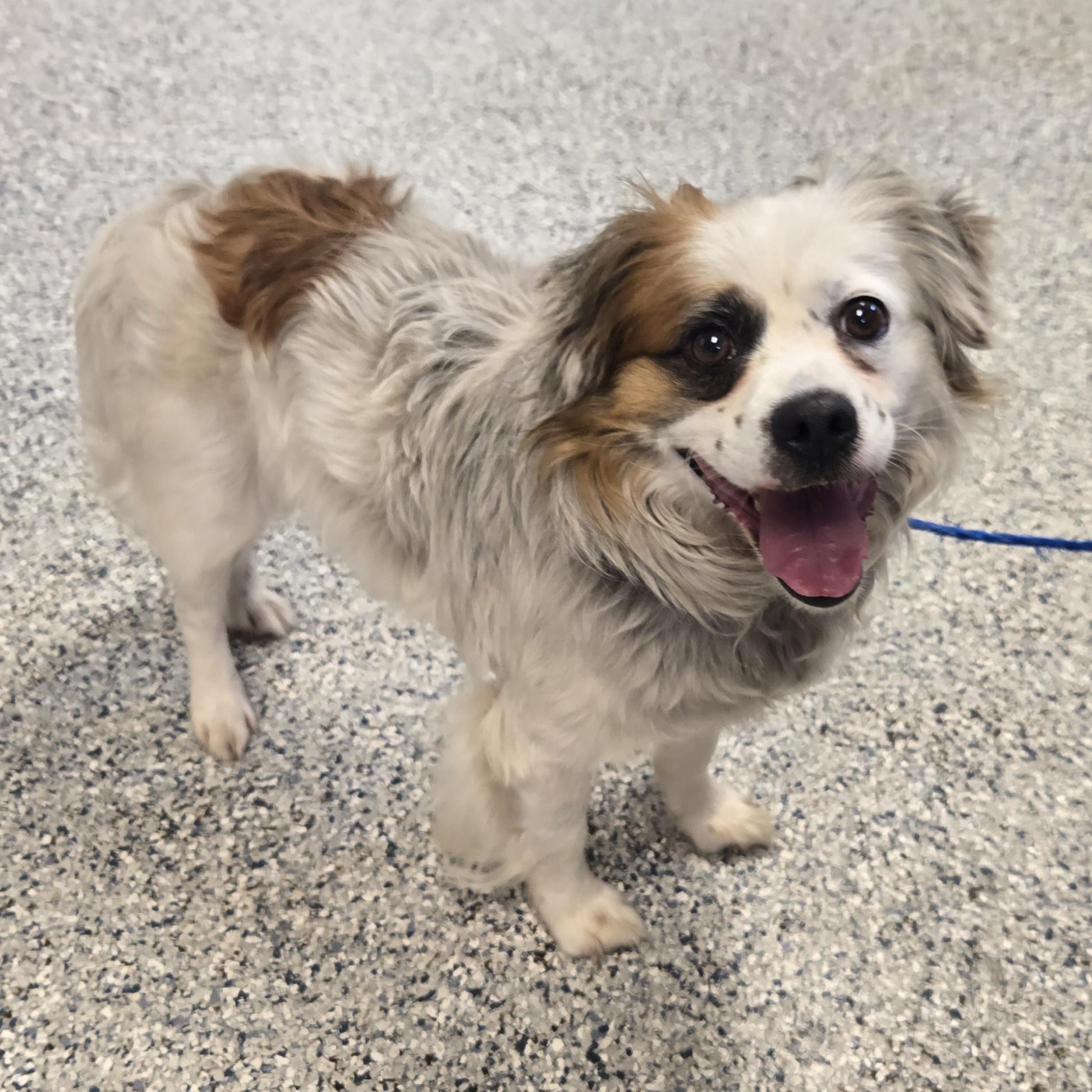 Enlarge Pesto, a ADOPTABLE mixed breed in Normal, IL image 5/6