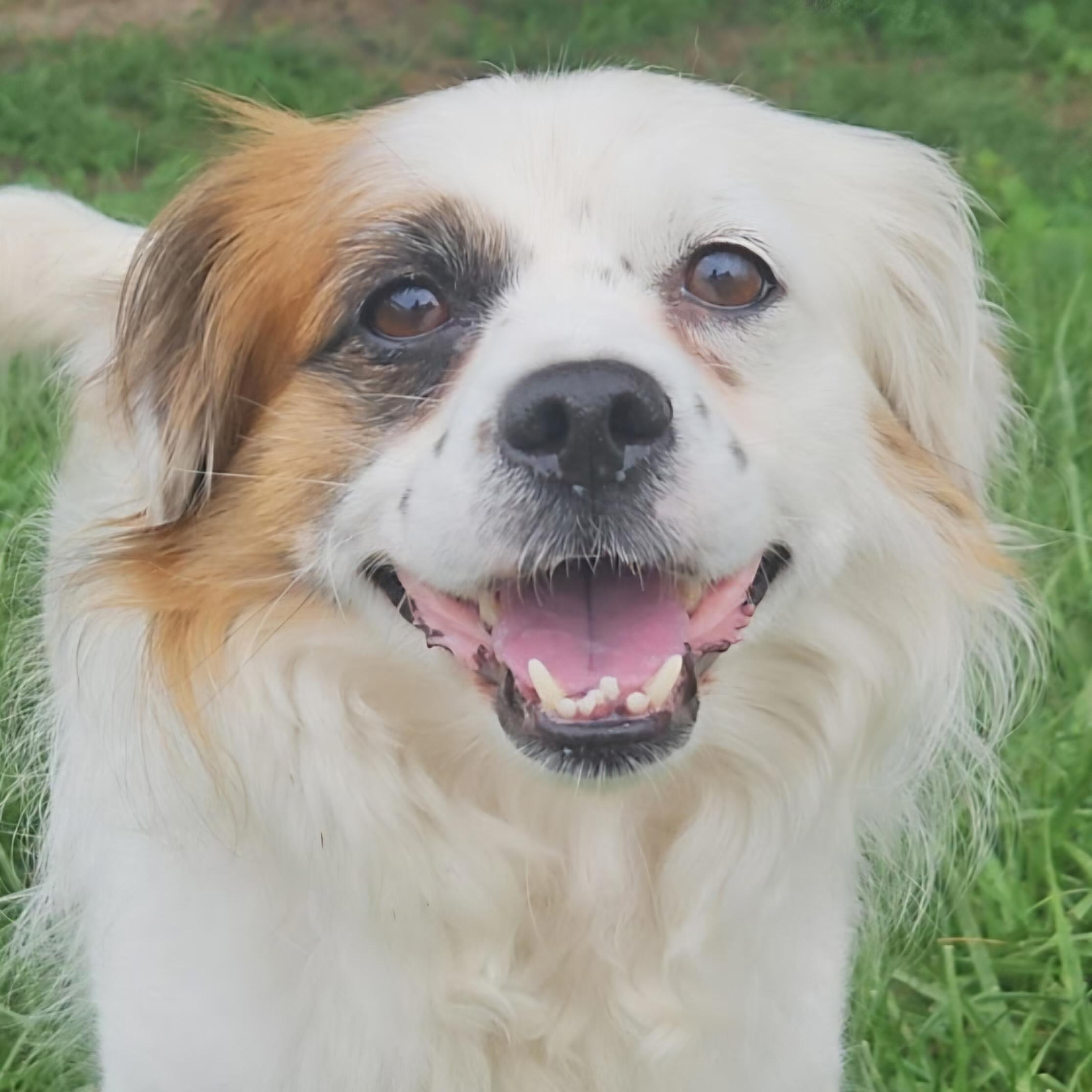 Enlarge Pesto, a ADOPTABLE mixed breed in Normal, IL image 1/6