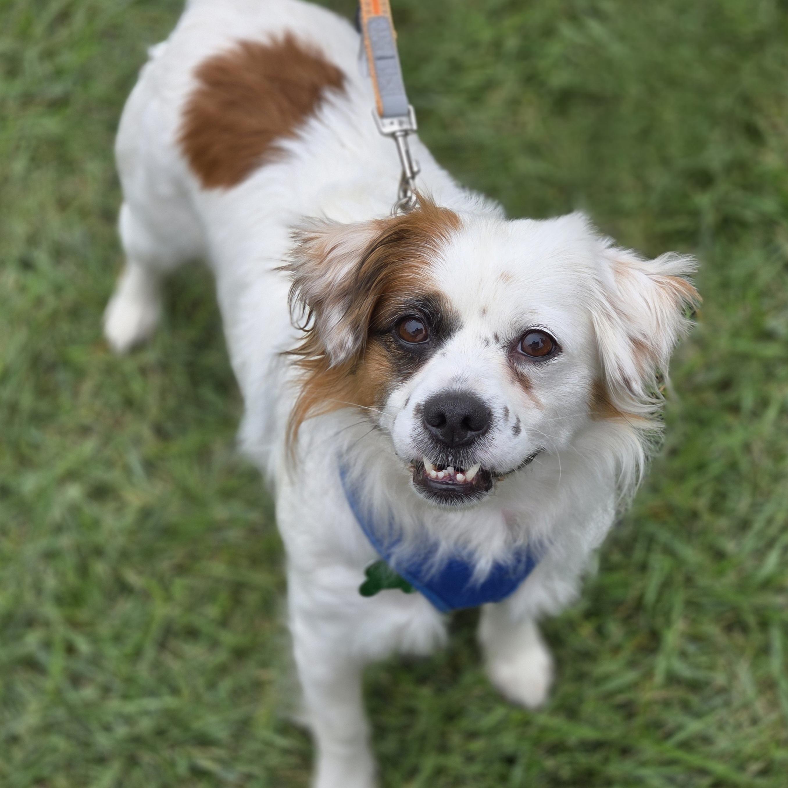 Enlarge Pesto, a Adoptable mixed breed in Normal, IL image 2/6