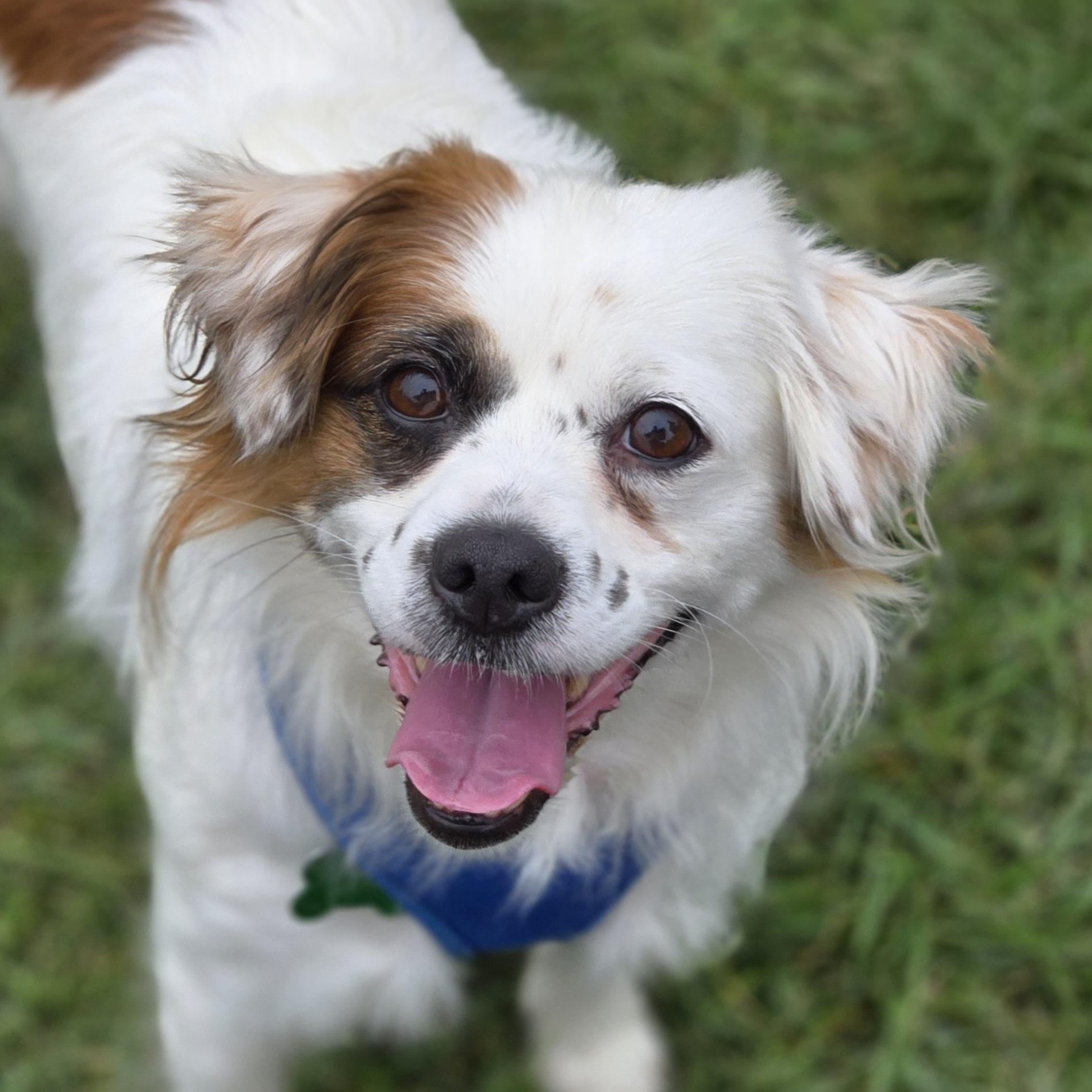 Pesto, Adoptable, Adult Male Mixed Breed.