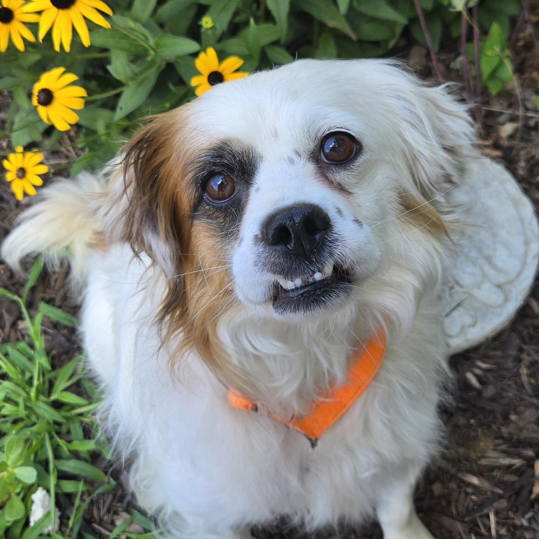 Enlarge Pesto, a ADOPTABLE mixed breed in Normal, IL image 2/6