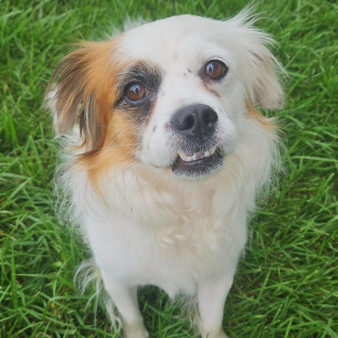 Enlarge Pesto, a ADOPTABLE mixed breed in Normal, IL image 6/6