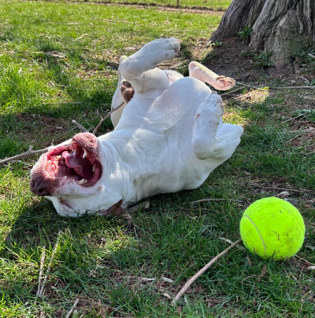 snowcone, Adoptable, Adult Male Pit Bull Terrier.