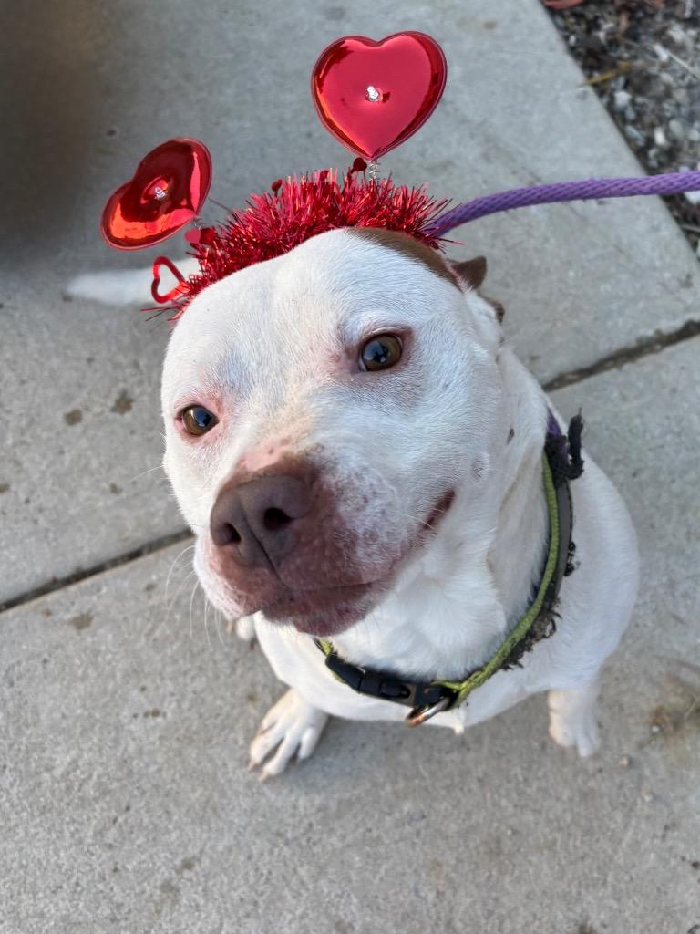 Enlarge snowcone, a Adoptable Pit Bull Terrier in Greencastle, IN image 2/6