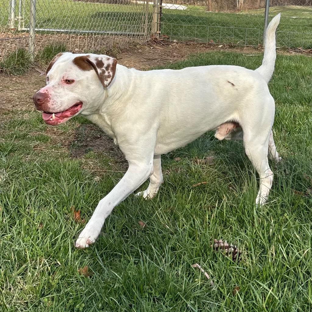 Enlarge snowcone, a Adoptable Pit Bull Terrier in Greencastle, IN image 3/6