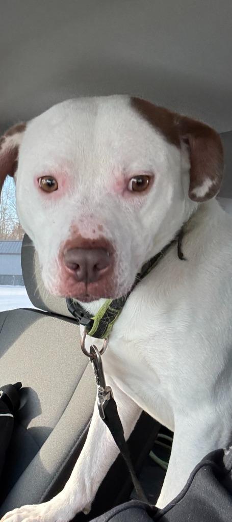 Enlarge snowcone, a Adoptable Pit Bull Terrier in Greencastle, IN image 4/6