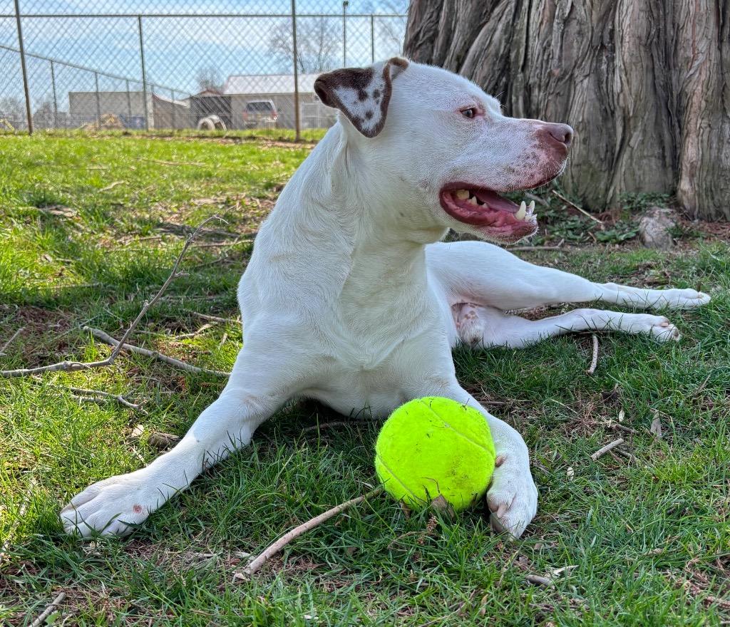 Enlarge snowcone, a Adoptable Pit Bull Terrier in Greencastle, IN image 5/6
